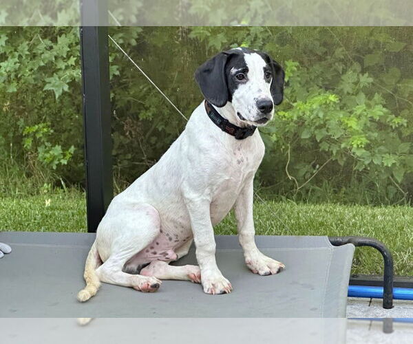 Medium Photo #2 Pointer-Unknown Mix Puppy For Sale in Sanford, FL, USA