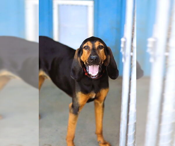 Medium Photo #2 Bloodhound-Unknown Mix Puppy For Sale in Webster, WI, USA