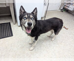 Siberian Husky Dogs for adoption in McCormick, SC, USA