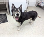 Small Siberian Husky