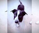 Small Mutt