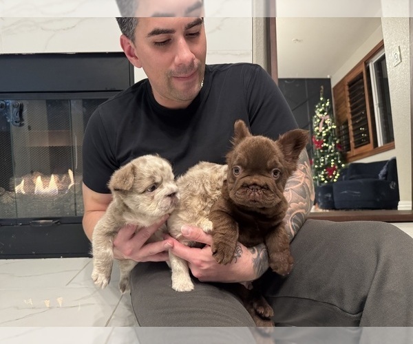 Medium Photo #22 French Bulldog Puppy For Sale in SAN DIEGO, CA, USA