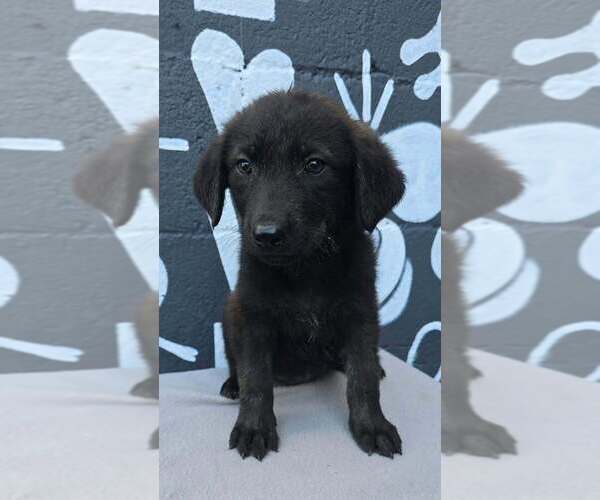 Medium Photo #1 Labrador Retriever-Unknown Mix Puppy For Sale in Brewster, NY, USA