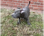 Small #7 American Bully