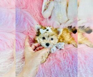 Morkie Puppy for sale in BOSTON, MA, USA