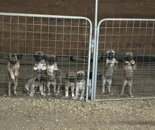 Medium Photo #1 Anatolian Shepherd Puppy For Sale in BOAZ, AL, USA