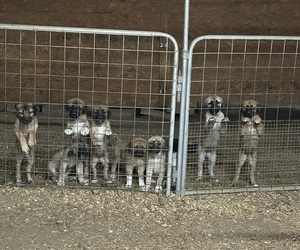 Anatolian Shepherd Puppy for Sale in BOAZ, Alabama USA