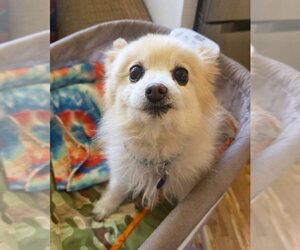 Pomeranian Dogs for adoption in Salt Lake City, UT, USA
