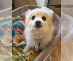Small Pomeranian