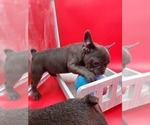 Small #2 French Bulldog