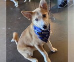Small #3 Anatolian Shepherd Mix