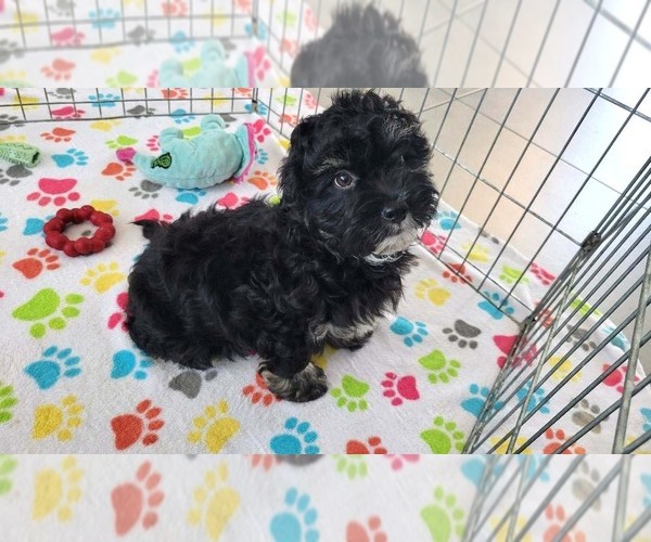 Medium Photo #6 Havanese Puppy For Sale in ORO VALLEY, AZ, USA