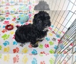 Small #5 Havanese