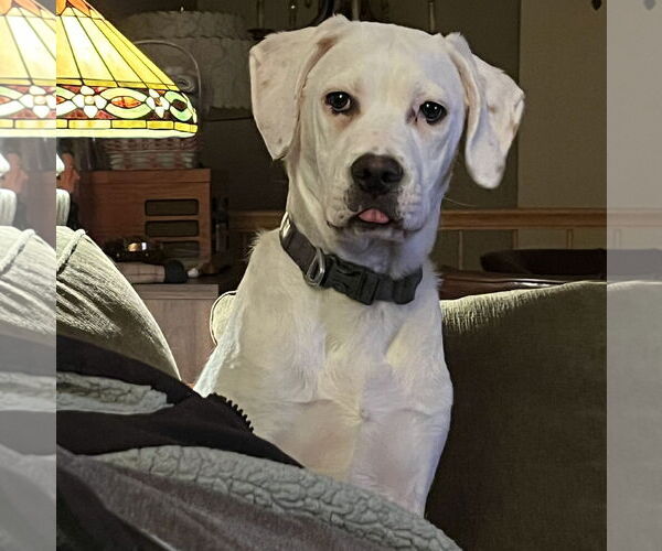 Medium Photo #10 Boxer-Unknown Mix Puppy For Sale in Brooklyn Center, MN, USA