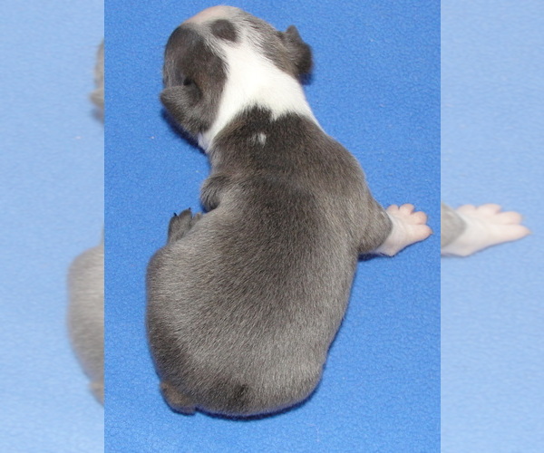 Medium Photo #2 Boston Terrier Puppy For Sale in BEND, OR, USA