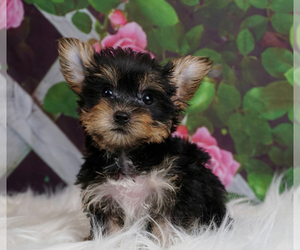 Chorkie-Yorkshire Terrier Mix Puppy for sale in EVESBORO, NJ, USA