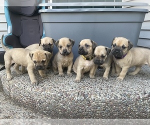 American Bandogge mastiff Puppy for sale in HAUSER, ID, USA