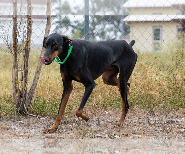 Medium Photo #6 Doberman Pinscher Puppy For Sale in Devine, TX, USA