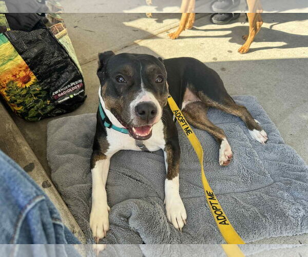 Medium Photo #4 Mutt Puppy For Sale in Woodbury, NY, USA