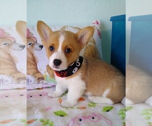 Medium Pembroke Welsh Corgi