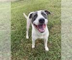 Small #1 Staffordshire Bull Terrier Mix