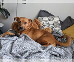 Small #2 Staffordshire Bull Terrier Mix
