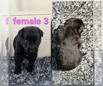 Puppy Puppy 8 Belgian Malinois