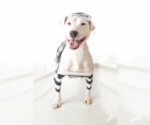 Moo - Female Bull Terrier Dog for Adoption - Photo #4