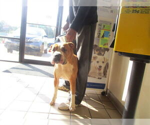 Staffordshire Bull Terrier Dogs for adoption in Ocala, FL, USA