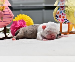 Pug Puppy for Sale in PALM COAST, Florida USA