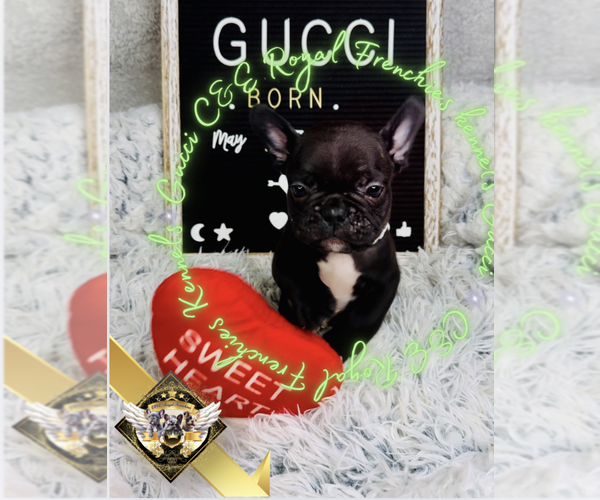 Medium Photo #4 French Bulldog Puppy For Sale in ATHENS, GA, USA