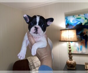 French Bulldog Puppy for sale in GAINESVILLE, GA, USA