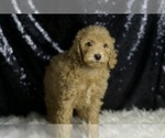 Small #1 Goldendoodle (Miniature)