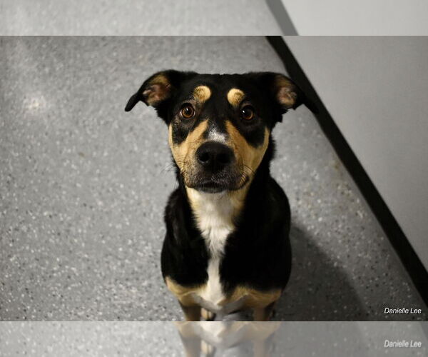Medium Photo #1 Mutt Puppy For Sale in Warrenton, VA, USA