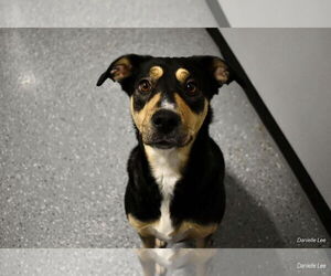 Mutt Dogs for adoption in Warrenton, VA, USA