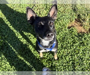 Mutt Dogs for adoption in Pueblo, CO, USA