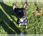 BOBERT - Male Mutt Dog for Adoption - Small photo