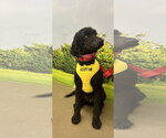 Small #3 Poodle (Standard)