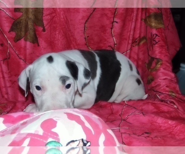 Medium Photo #15 Great Dane Puppy For Sale in SPRAGGS, PA, USA