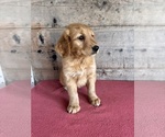 Small #10 Golden Retriever