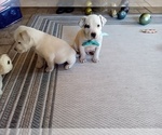Small Photo #47 American Pit Bull Terrier-Labrador Retriever Mix Puppy For Sale in MOORESBORO, NC, USA
