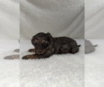 Small #3 Cavapoo mix (+ Poodle Miniature)