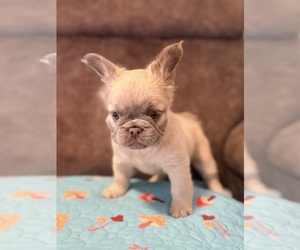 French Bulldog Puppy for sale in WOODBRIDGE, VA, USA