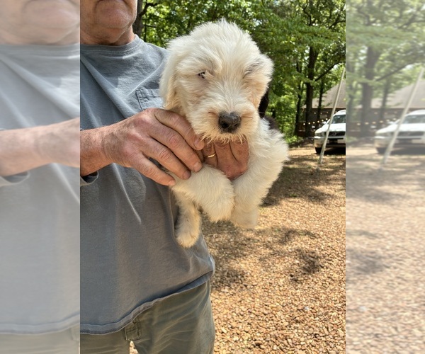 Medium Photo #7 Old English Sheepdog Puppy For Sale in OXFORD, MS, USA