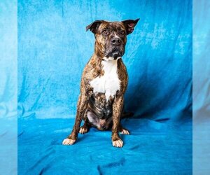 Staffordshire Bull Terrier-Unknown Mix Dogs for adoption in Pasadena, TX, USA