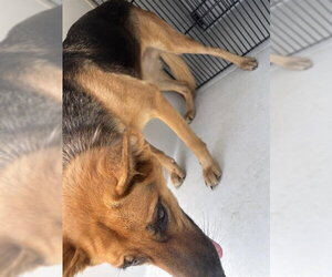 German Shepherd Dog Dogs for adoption in Houston, TX, USA