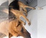 Small German Shepherd Dog