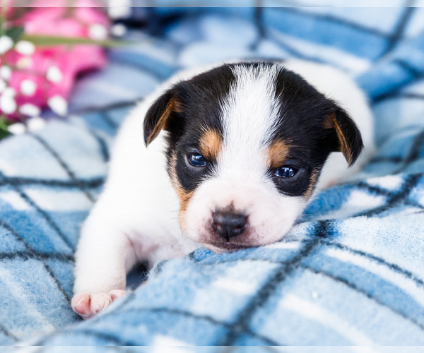 Medium Photo #20 Fox Terrier (Smooth)-Fox Terrier (Toy) Mix Puppy For Sale in WAKARUSA, IN, USA