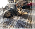 Small #6 Australian Shepherd Mix