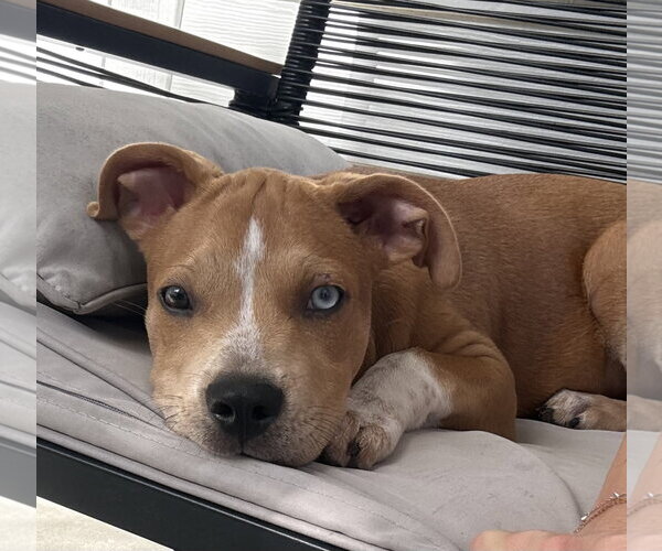 Medium Photo #2 Catahoula Leopard Dog-Unknown Mix Puppy For Sale in Royal Palm Beach, FL, USA